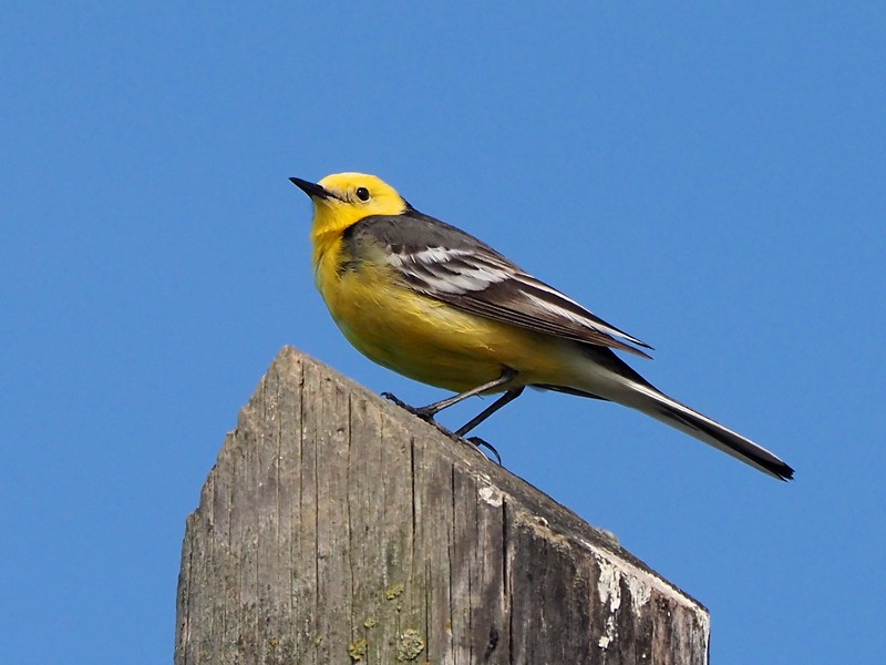 Cutrettola testa gialla orientale (Motacilla citreola)